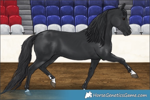 Horse Color:Black 