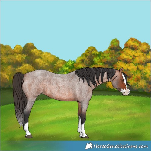 Horse Color:Bay Roan Splash 