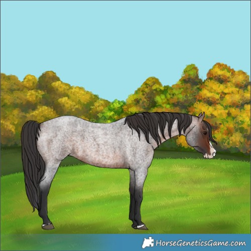 Horse Color:Brown Roan Splash 