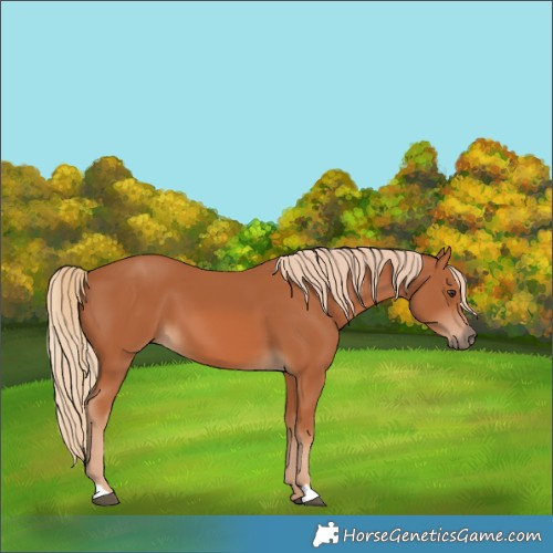 Horse Color:Chestnut 