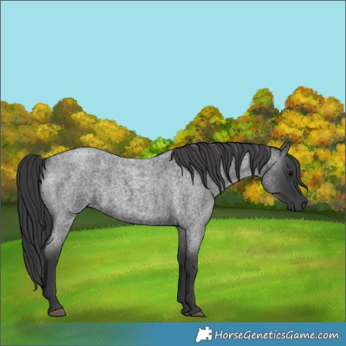 Horse Color:Blue Roan