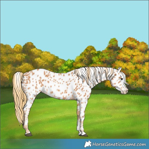 Horse Color:Chestnut Appaloosa 