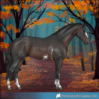 Horse Color:Brown Sabino