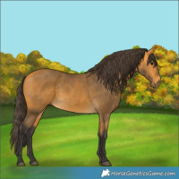 Horse Color:Buckskin 