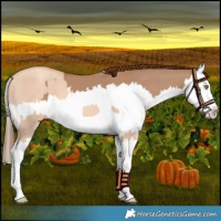Horse Color:Gold Champagne Dun Splash  and Red Dun Splash 