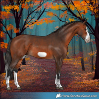 Horse Color:Bay Splash Frame Rabicano 