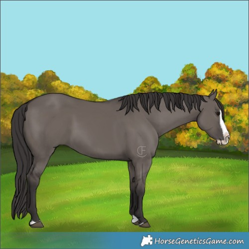 Horse Color:Smoky Grullo Splash 
