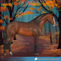Horse Color:Bay Splash Frame Rabicano 