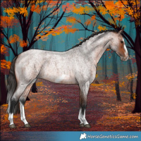 Horse Color:Bay Roan Splash Frame Rabicano 
