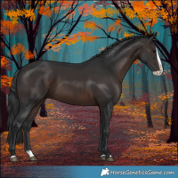 Horse Color:Brown Splash 