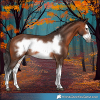 Horse Color:Bay Splash Frame Rabicano 