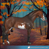 Horse Color:Bay Splash Frame Rabicano 