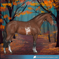 Horse Color:Brown Sabino Rabicano  and Brown Sabino Rabicano 
