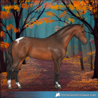 Horse Color:Bay Tobiano 