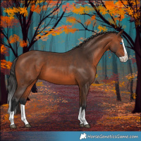 Horse Color:Bay Splash 