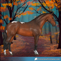 Horse Color:Bay Tobiano 