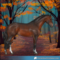 Horse Color:Brown Sabino Rabicano  and Bay Sabino Rabicano 