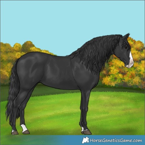 Horse Color:Black Splash 