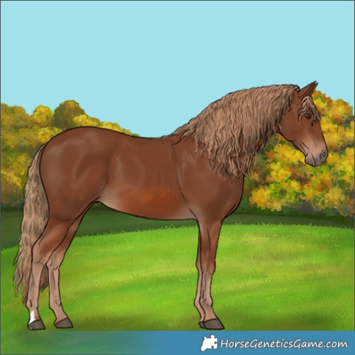 Horse Color:Chestnut 