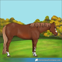 Horse Color:Chestnut 