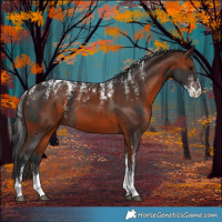 Horse Color:Brown Rabicano  and Bay Rabicano 