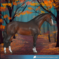 Horse Color:Bay 