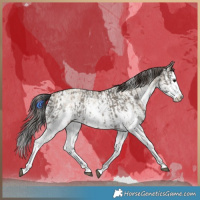 Horse Color:Grullo Sabino Splash and Classic Champagne Dun Sabino Splash