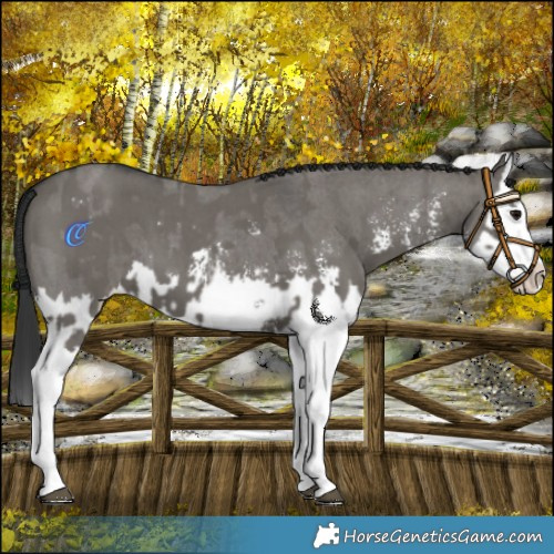 Horse Color:Grullo Sabino Splash  and Grullo Sabino Splash 