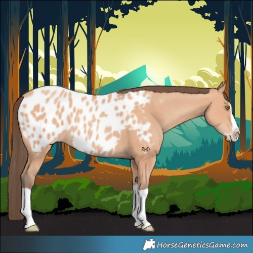 Horse Color:Amber Champagne Splash Appaloosa 