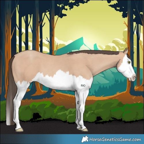 Horse Color:Amber Champagne Splash 