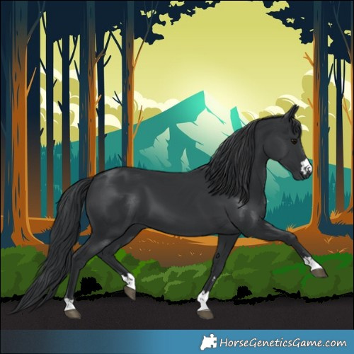 Horse Color:Black 