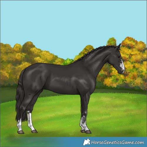 Horse Color:Smoky Black  and Smoky Black 