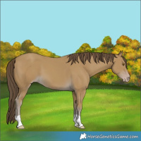 Horse Color:Classic Cream Champagne