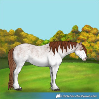 Horse Color:White Spotted Red Roan 