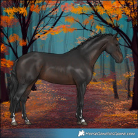Horse Color:Brown 