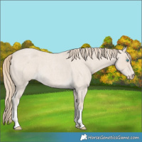 Horse Color:Smoky Creme Roan 