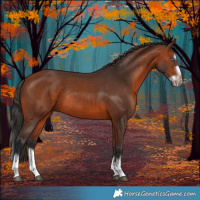 Horse Color:Bay Splash Frame Rabicano