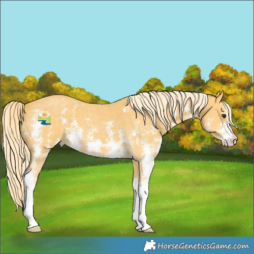 Horse Color:Palomino Sabino 