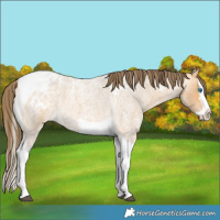 Horse Color:Buckskin Ice Roan Splash Tobiano Varnish Rabicano 