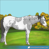 Horse Color:Blue Ice Roan Splash Tobiano Varnish Rabicano 