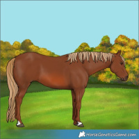 Horse Color:Chestnut 