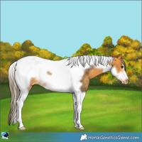 Horse Color:Buckskin Tobiano Frame Varnish Rabicano 
