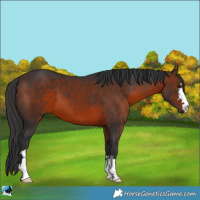 Horse Color:Brown 
