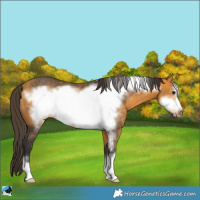 Horse Color:Buckskin Frame Rabicano 