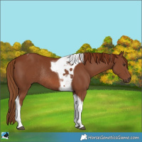Horse Color:Chestnut Tobiano Rabicano