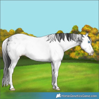 Horse Color:White Spotted Black Ice Sabino Splash 