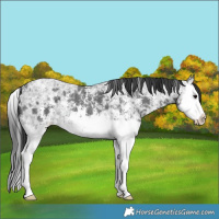 Horse Color:Black Ice Sabino Splash 
