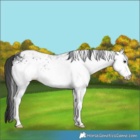 Horse Color:White Spotted Black Ice 