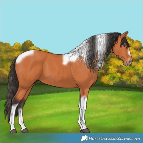 Horse Color:Unknown 