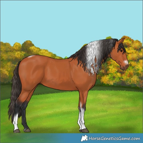 Horse Color:Unknown 